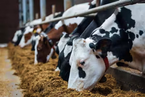 🐄 Dairy, Poultry & Livestock News